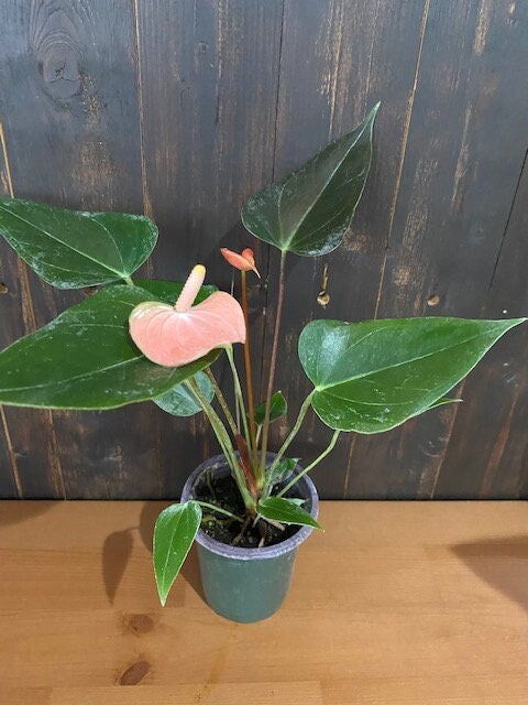 4" Anthurium Rainbow Champion